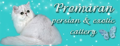 PROMARAN cattery - Persian, Exotic